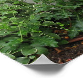 Black Eyed Susans ポスター (角)