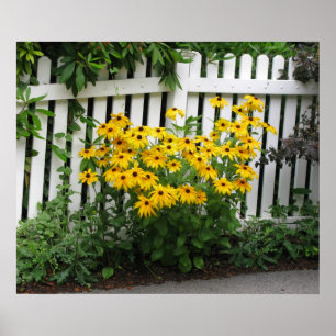 Black Eyed Susans ポスター
