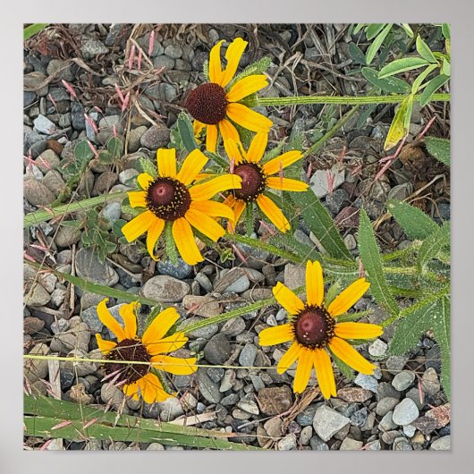 Black-eyed Susans Poster ポスター (正面)