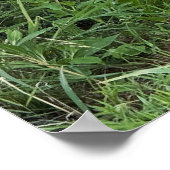 Black-eyed Susans Poster ポスター (角)