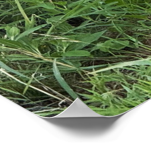 Black-eyed Susans Poster ポスター (角)