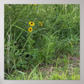 Black-eyed Susans Poster ポスター (正面)