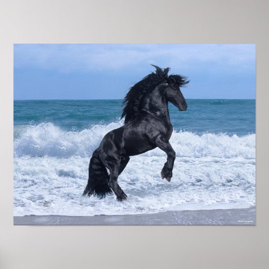 Black Friesian Stallion Rearing In the Sea ポスター (正面)