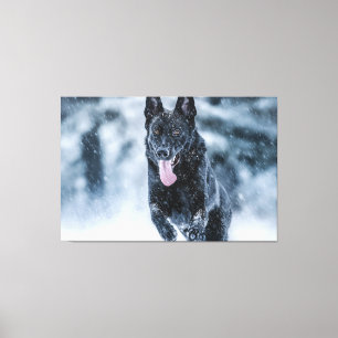 Black German Shepherd in snow Duvet Cover キャンバスプリント