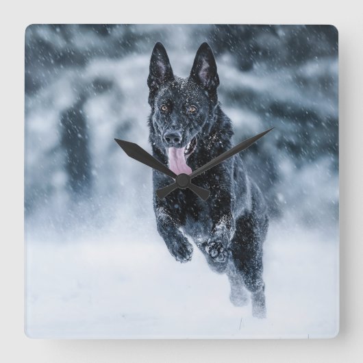 Black German Shepherd in snow Duvet Cover スクエア壁時計 (正面)
