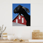 Black goat and red barn ポスター (キッチン)