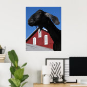Black goat and red barn ポスター (ホームオフィス)