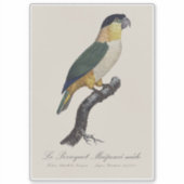 Black-Headed Male Parrot, Pionites Melanocephalus シール (正面)