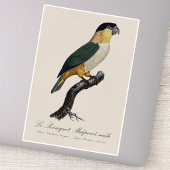 Black-Headed Male Parrot, Pionites Melanocephalus シール
