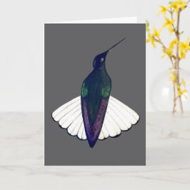 Black Jacobin Hummingbird  カード
