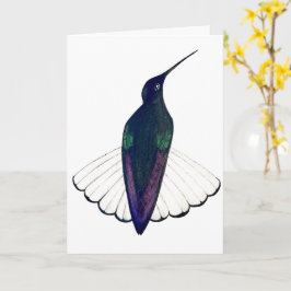 Black Jacobin Hummingbird  カード