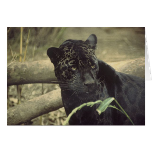 Black_jaguarの芸術 (正面横)