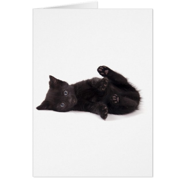 black kitten (正面)