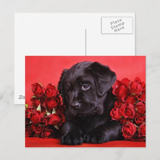 Black Labとバラ ポストカード (正面/裏面)