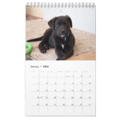 Black Lab Calendar Labrador Retriever 2026 カレンダー (1月 2026)