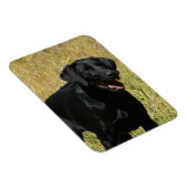 Black Lab in Field Flexible Magnet マグネット (右側)