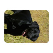Black Lab in Field Flexible Magnet マグネット (横)
