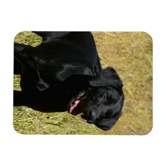 Black Lab in Field Flexible Magnet マグネット (横)