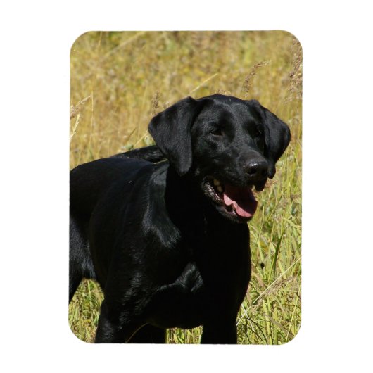 Black Lab in Field Flexible Magnet マグネット (縦)