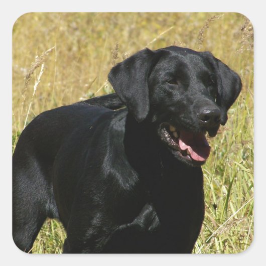Black Lab in Field Stickers スクエアシール (正面)