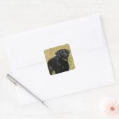 Black Lab in Field Stickers スクエアシール (封筒)