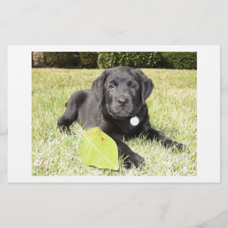 Black Lab in Grass