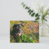 Black Lab on 離れ Grass on  right写真 ポストカード (スタンド正面)