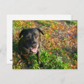 Black Lab on 離れ Grass on  right写真 ポストカード (正面/裏面)