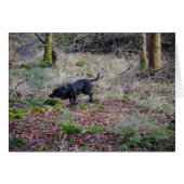 Black Labrador Retriever (正面横)