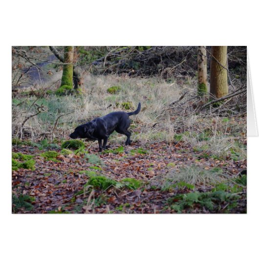 Black Labrador Retriever (正面横)