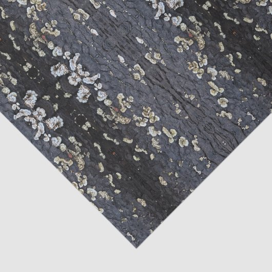 Black Lace Tree Bark 薄葉紙 (詳細)