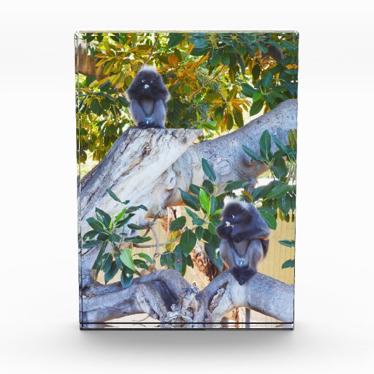 Black Langur Monkeys食べ物のフォトブロック フォトブロック (正面)