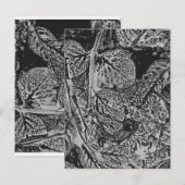 Black leafs ポストカード (正面/裏面)