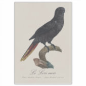 Black Lory or Red-Quilled Lory, Chalcopsitta atra シール (正面)