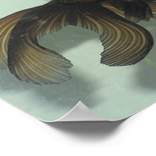 Black-moor Goldfish Portfolio ポスター (角)