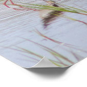 Black-Necked Stilt  ポスター (角)