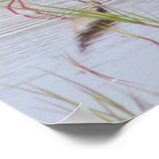 Black-Necked Stilt  ポスター (角)