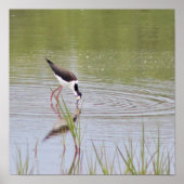 Black-Necked Stilt  ポスター (正面)