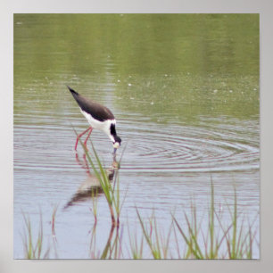 Black-Necked Stilt ポスター