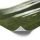 Black-necked swan adult and cygnets in water. ポスター (角)