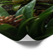 Black Pepper Jaguar ポスター (角)