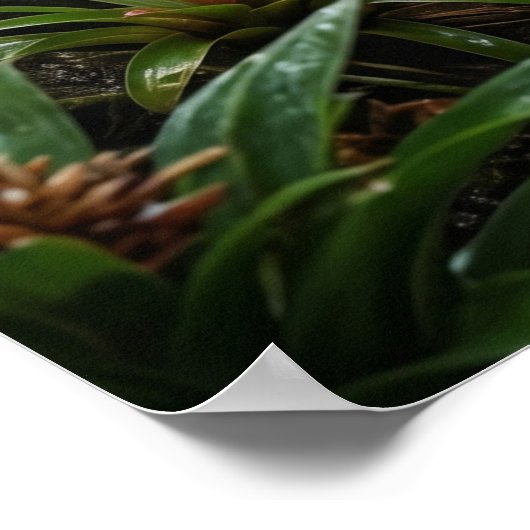 Black Pepper Jaguar ポスター (角)