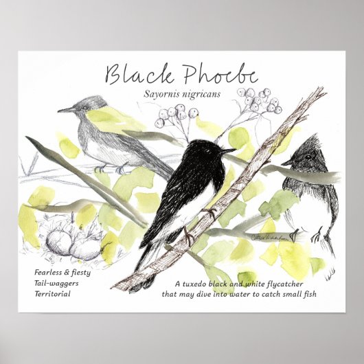 Black Phoebe Bird Tuxedo Black Tree Drawing  ポスター (正面)