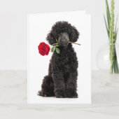 Black Poodle Puppy Valentine – Sweet Devotion カード (正面)