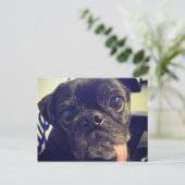 Black Pug ポストカード (スタンド正面)