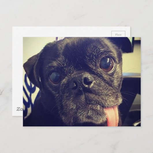 Black Pug ポストカード (正面/裏面)