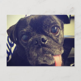 Black Pug ポストカード