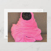Black Pug in A Pink Blanket ポストカード (正面/裏面)