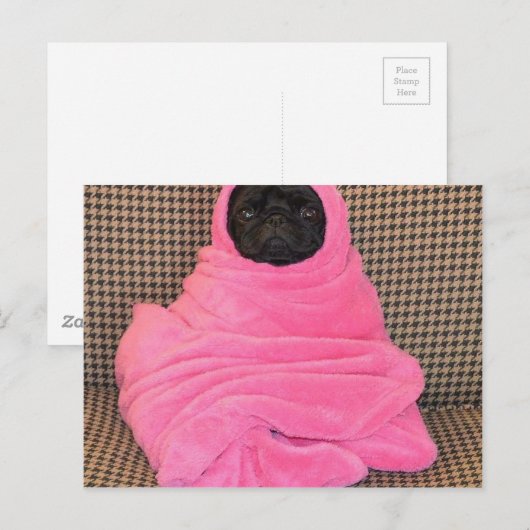 Black Pug in A Pink Blanket ポストカード (正面/裏面)