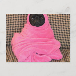 Black Pug in A Pink Blanket ポストカード